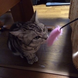 fuku1