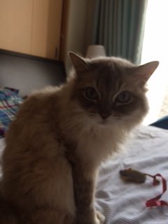 20150531くらら1