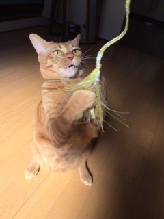 20171031はじめいちご1
