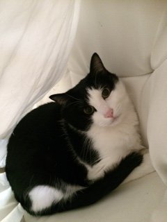 20151216しろちびちゃん1