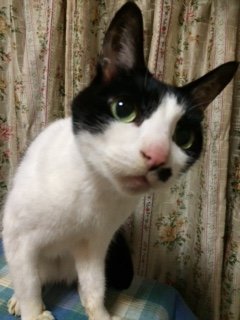 20160112くろちゃんたち3