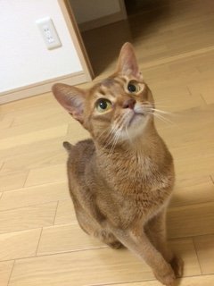 20150530るるさん1