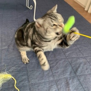 20190523こてつ2