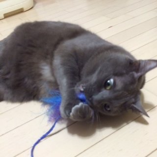 ぎー