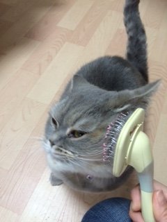20150426ごま2