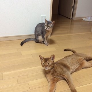 201455ちゃちゃるる