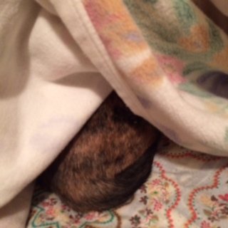 ぴぴ1がつ1