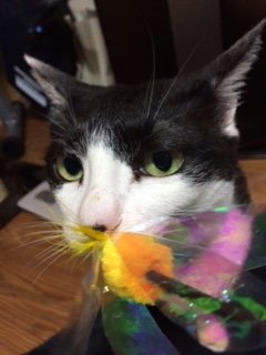20150405もも2