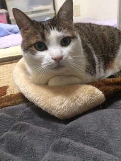 201610715にゃあ2