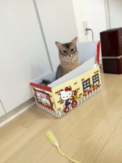 20150905ピーちゃん