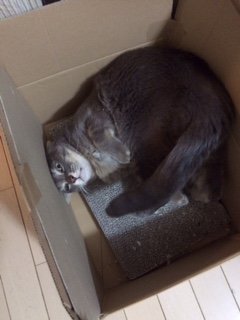 20151204きんぐぎどら2