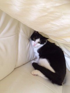 20150907しろちびちゃん1