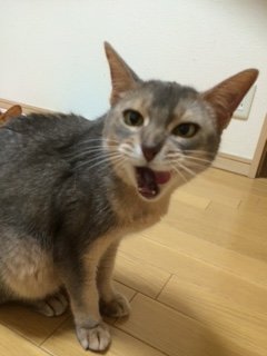 20150530るるさん2