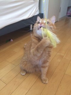 20160702ぽぽたま1