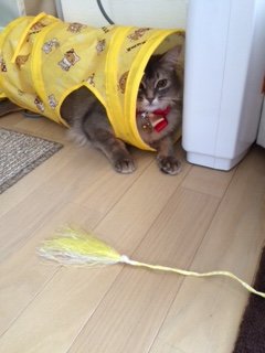 20160519まろん3