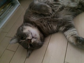 20150703ぎどら1
