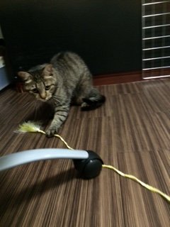 20150724ぴくしいちゃん達3