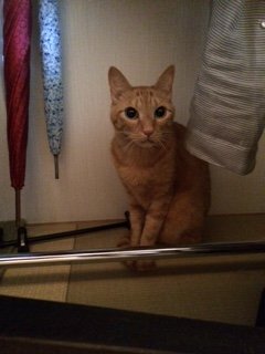 20150723豆とらくん