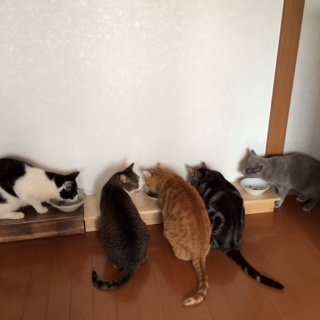 5にゃんこ2014313.2