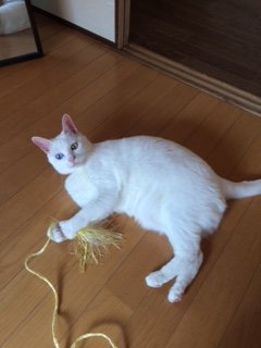 20171031はじめいちご2