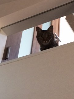 20160729さいふぁ1