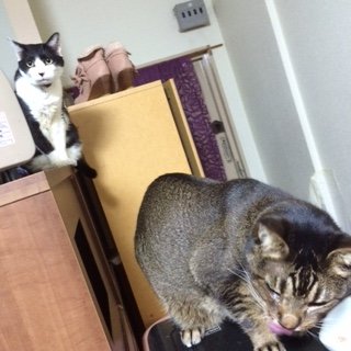 20141011よーだ1