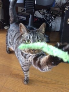 20160313しるばーくん4
