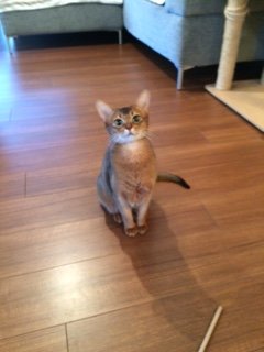 20170103とまちゃん1