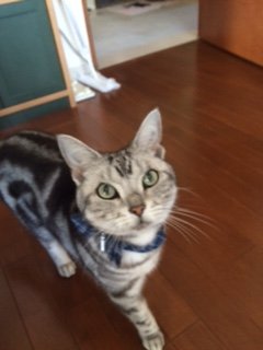 20160429ふく2