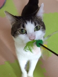 20160613くっきーちゃんたち1
