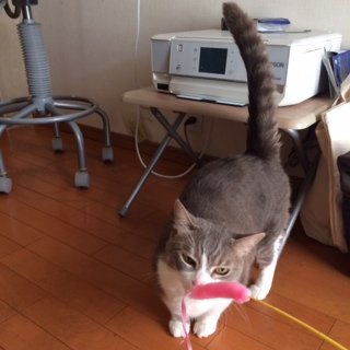 20141726ふらりり2