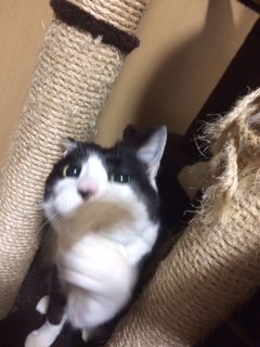 20160204ももちゃん2