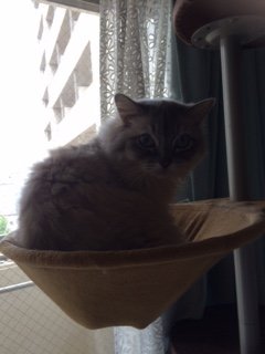 20150531くらら2