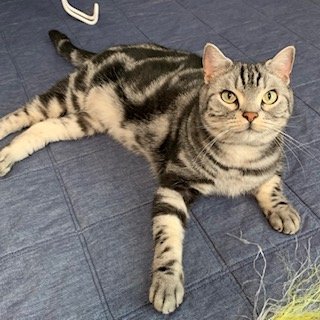 20190523こてつ1
