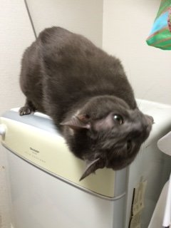 20150703ぎどら4