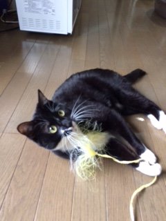 20170127にゃあ2