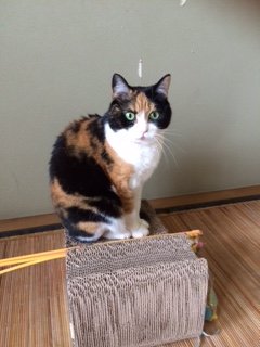 20150503梅2