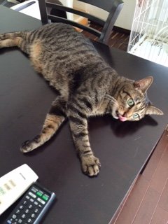201608010だいぶつ1