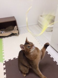 20171112こはるり1