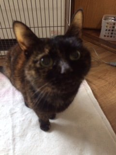 20160204くろ1