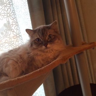 20150314くらら