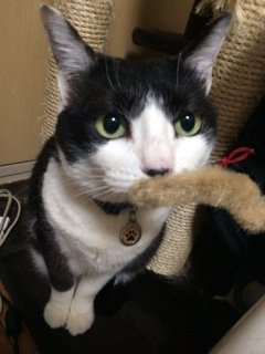 20160204ももちゃん1