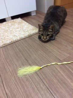 20170728さいふぁ3