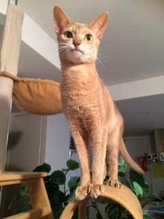 20150702とまと1