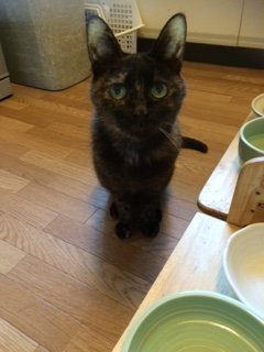 20150911くろとらぱん2