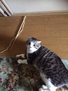20151112まるごー3
