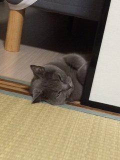 20150812かりん2