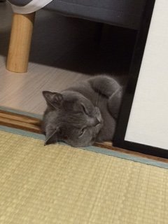 ２０１５０８１２かりん２