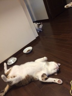 20160513コボリキ1