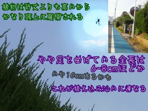 植え込み 電線 クモの巣 蜘蛛 オニグモ